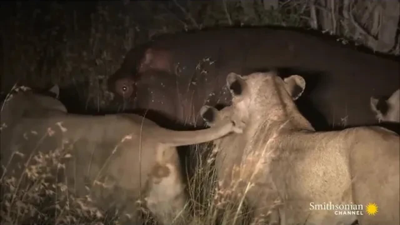 13 10 Craziest Animal Fights in the Animal Kingdom 🐍 Lions, Hippos, Cobras! Smithsonian Channel