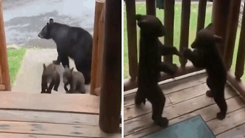 Bickering between two cubs.