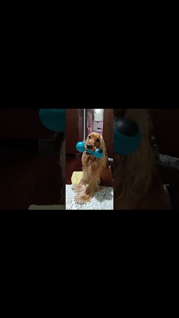 #dogshow, #amimals, #dogs, #shorts