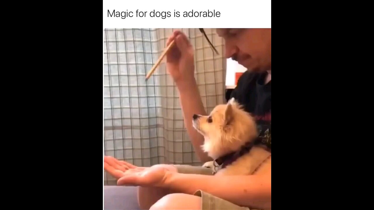 Magic with Cat 🐈 goes So funny 😂😂😂 watch now