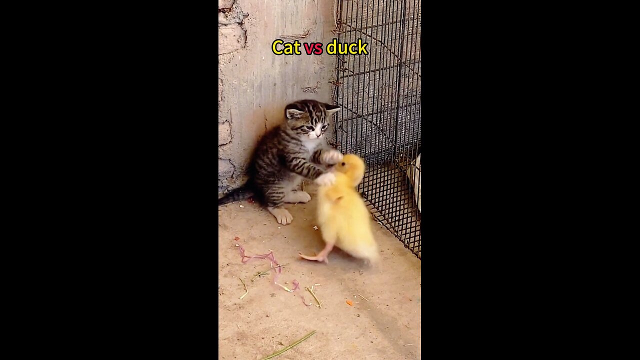 Cat vs duck