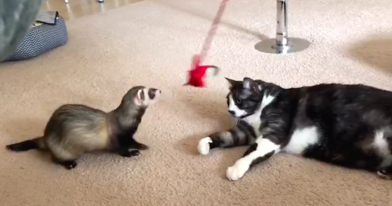 Ferret and cat scrapping over a bird toy