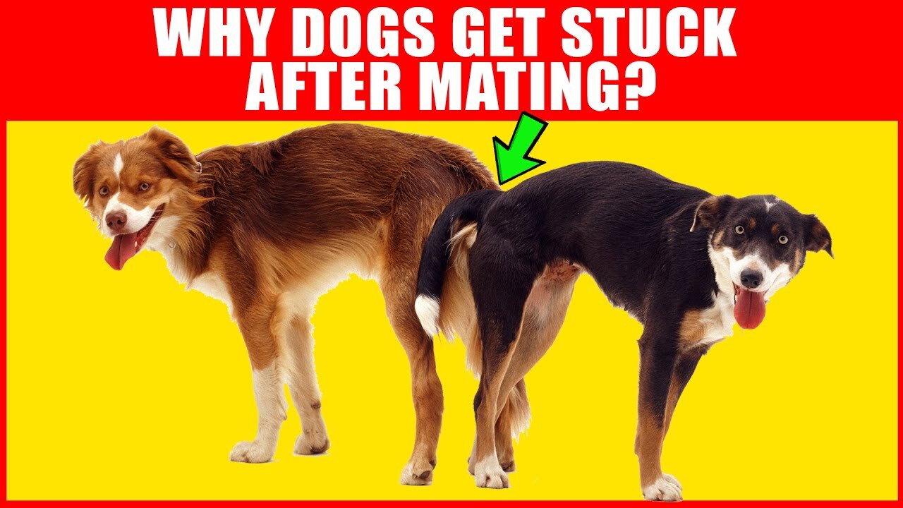 Why Dogs Get Stuck After Mating, Dogs MatingBreeding Process Explained