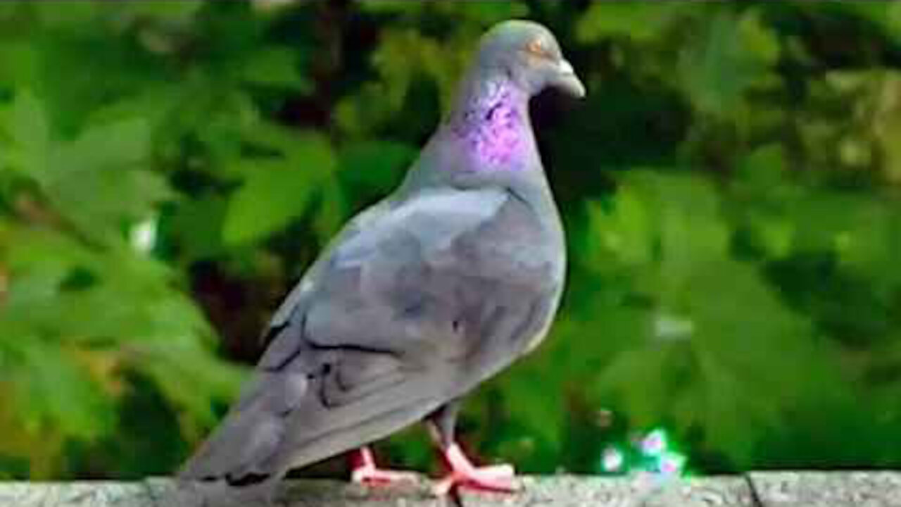 IECV NV #244 - 👀 The Pigeons In A Hurry 7-1-2016