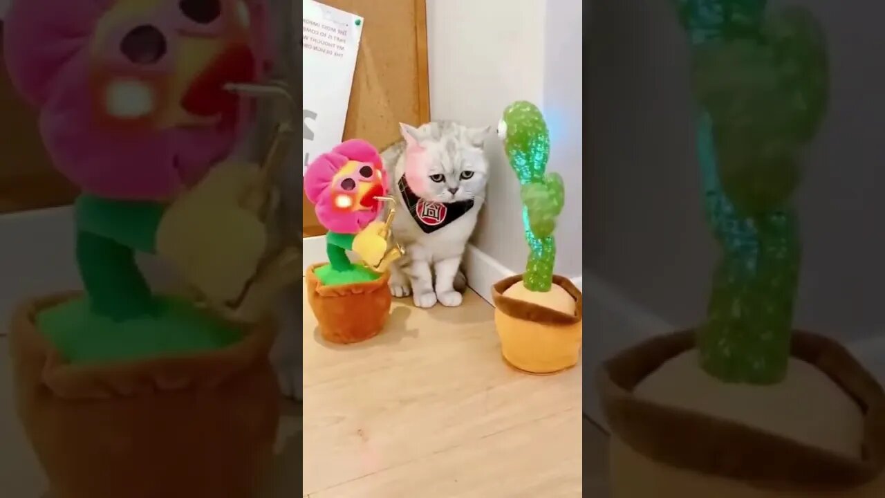 Funny Animals 2023!!!