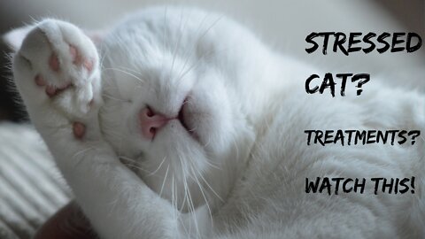 How to Know that your Cat is Stressed -.- Treatments for Stressed Cats