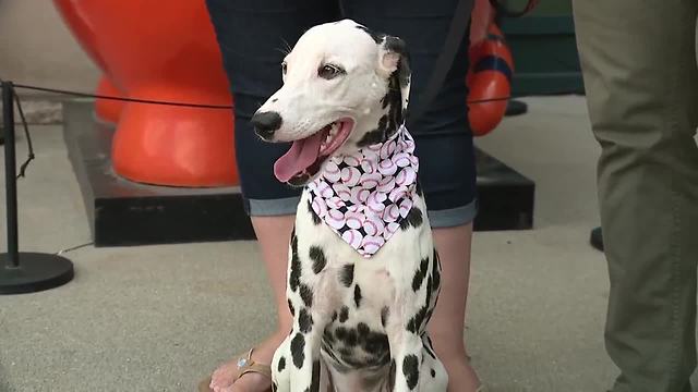 Tigers host second "Bark at the Park" night of 2018