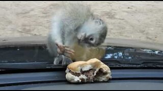 Macaco tenta comer hambúrguer...do outro lado do vidro!