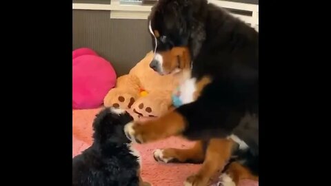 Bernese Mountain Dogs