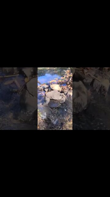 bubbling brook peace of gaia