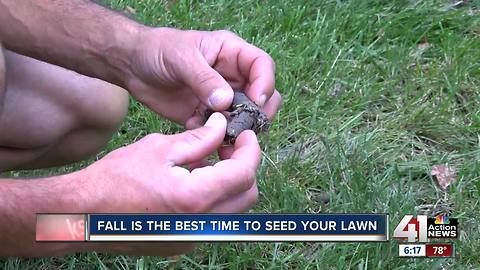 Fall is the best time to seed your lawn