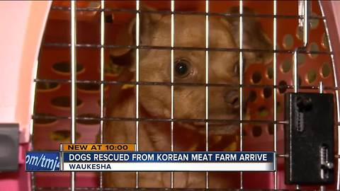 HAWS of Waukesha takes in dogs from South Korea meat farm