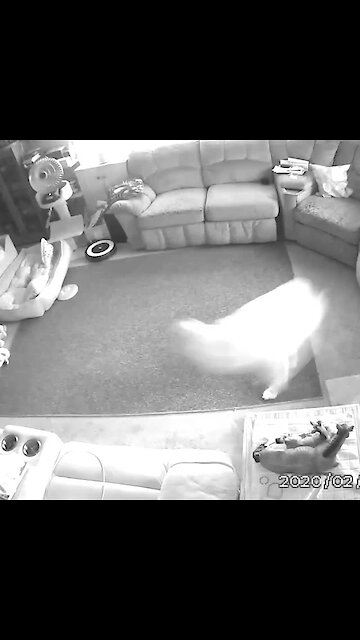 This dog gets an extreme case of the zoomies when no one is around