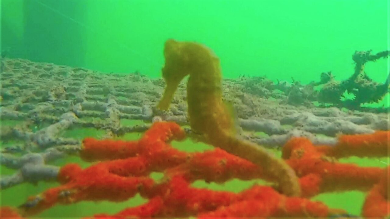 Swimmer finds beautiful sea horse fighting the current under the dock