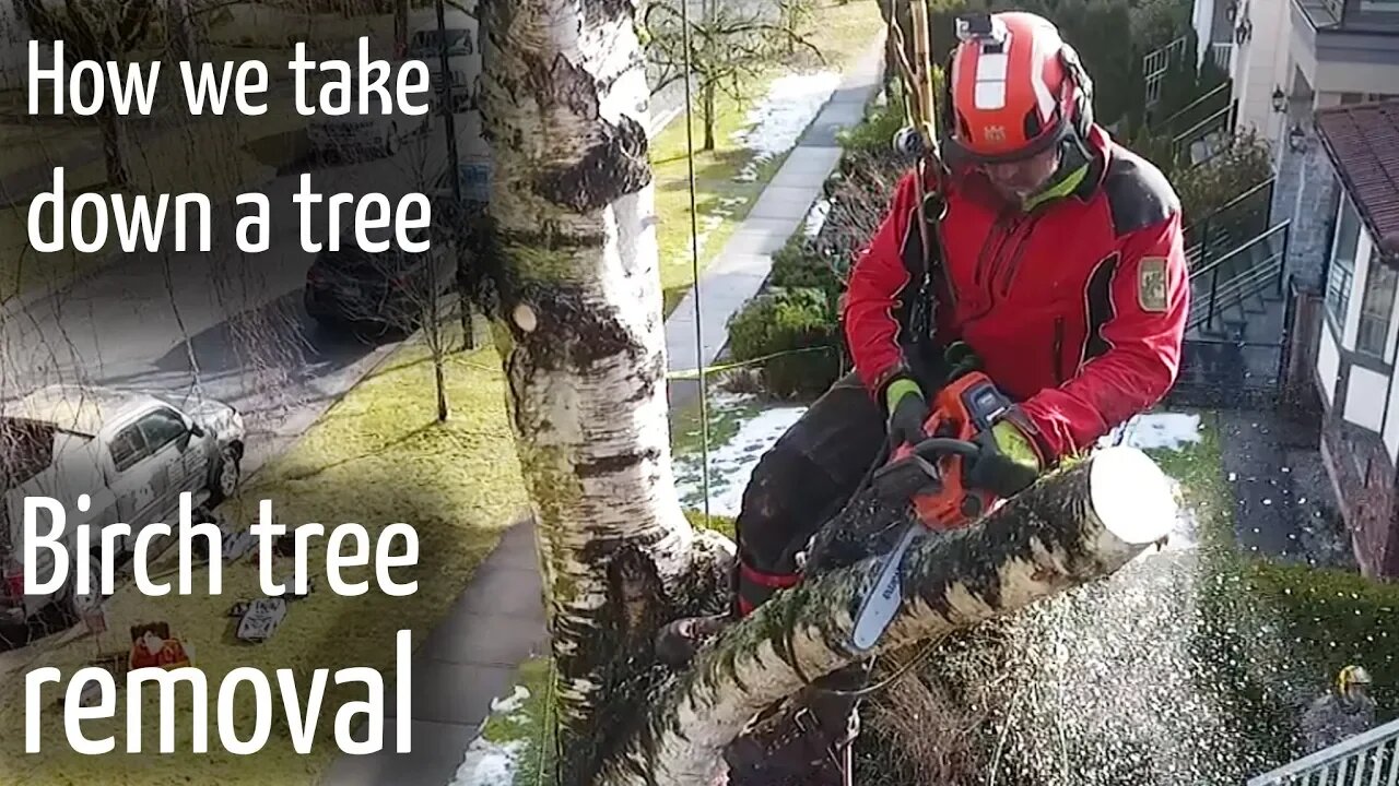 How we take down a tree #2 : Simple Birch tree removal