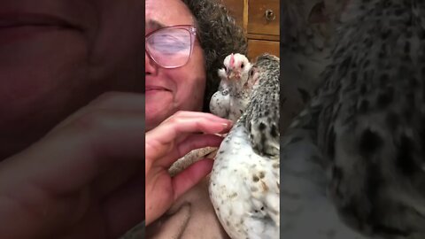 Chicks attack owner’s teeth