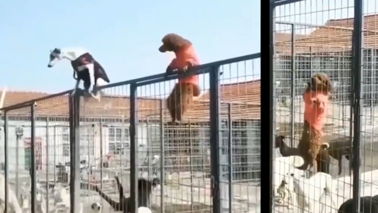 Watch: How these dogs escaped from a cage