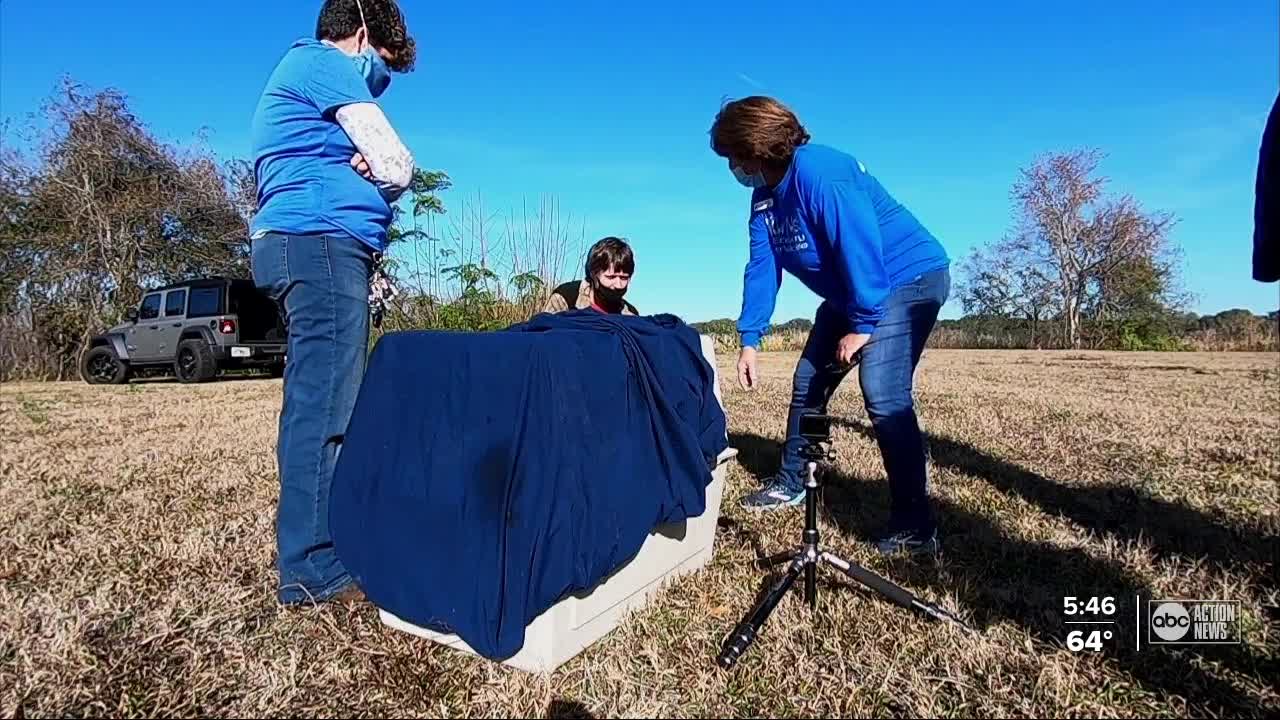 Injured bald eagle released after rescue and rehab by Hudson man