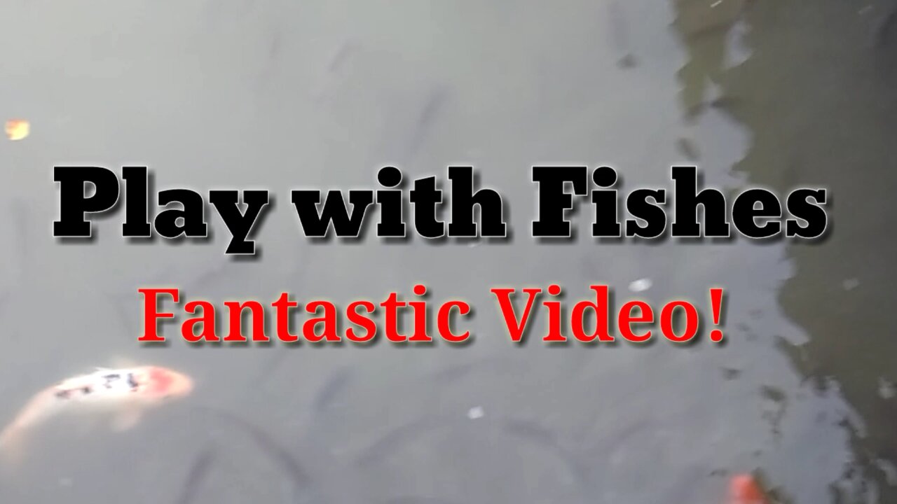 Fishes Are Playing With Men //Fish Video//Fishing Video//