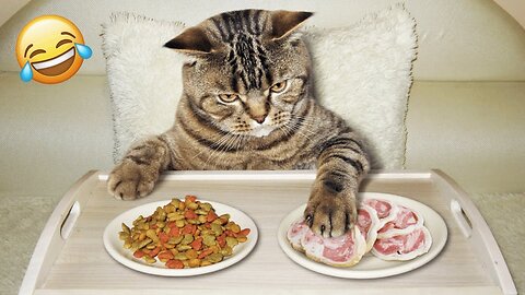 Funny Video Clips - 144 (Funny Cats)