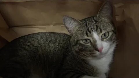 Quiet Cat Meditates in a Paper Bag