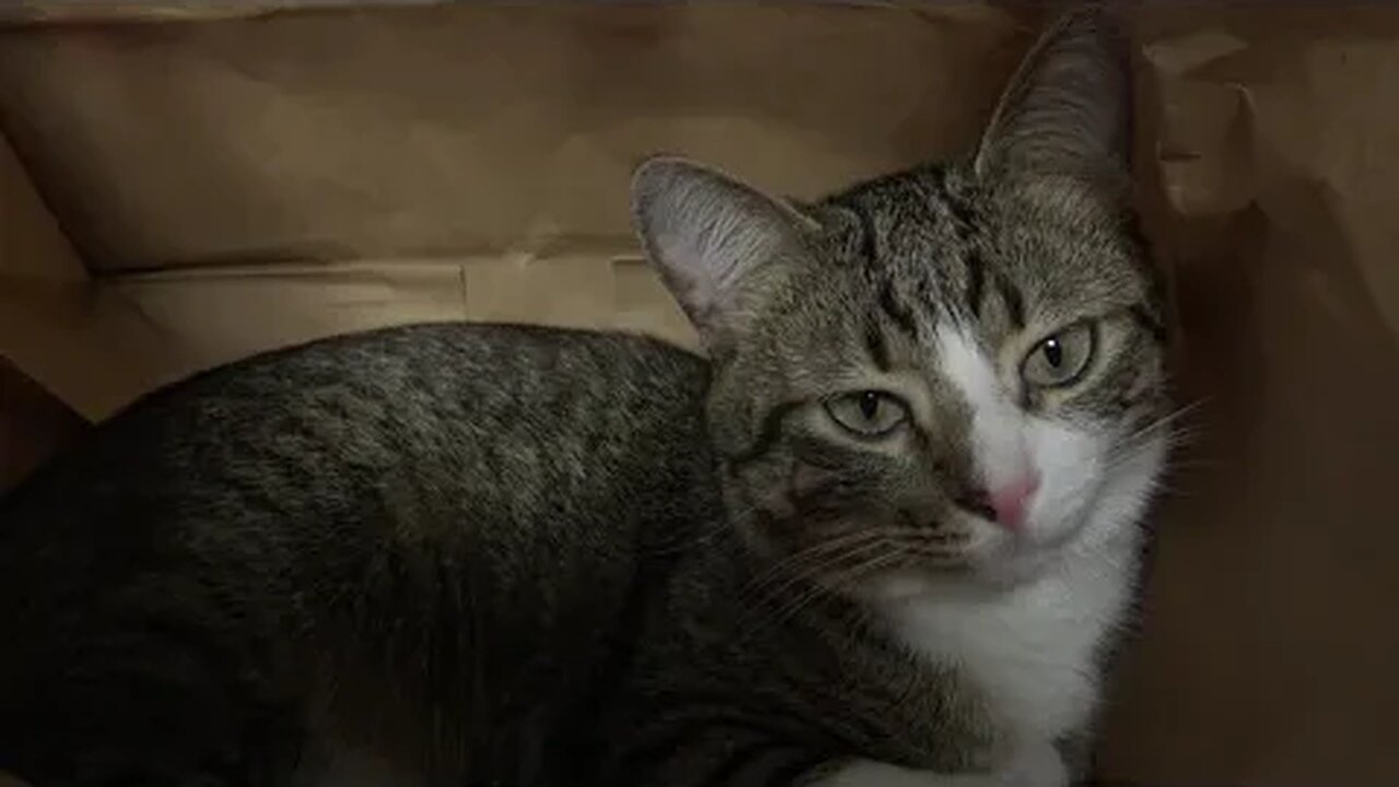 Quiet Cat Meditates in a Paper Bag
