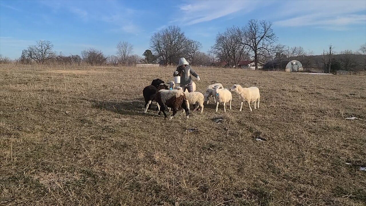 Bittersweet Day on the Farm