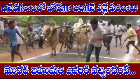 చినఓగిరాలలో జోరుగా జరిగిన ఎడ్ల పందాలు ...👍👍👍please like&subscribe my video friends...🙏🙏🙏