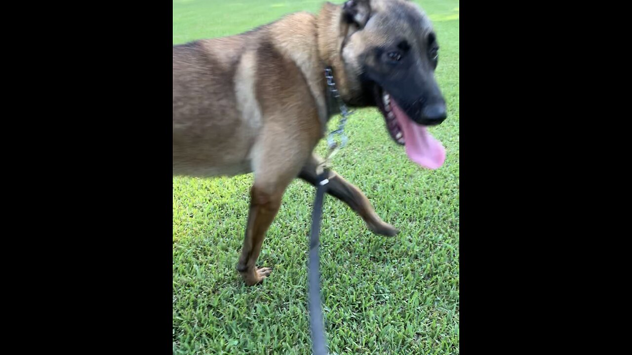 8 month old Malinois rescued from life of neglect