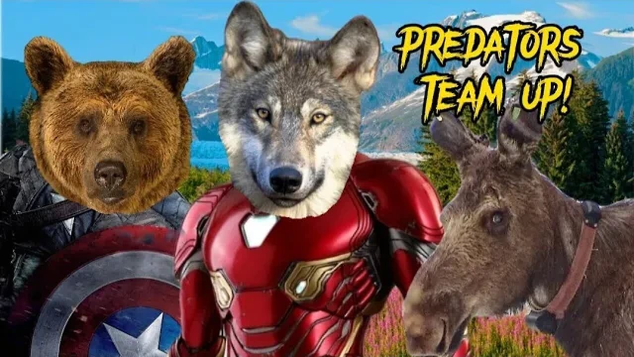 Bear and Wolf TEAM UP to take on moose!
