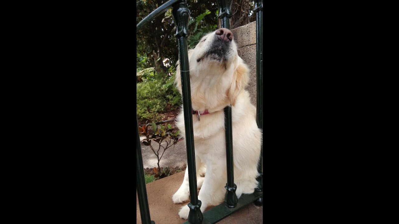 Golden Retriever dog being petted