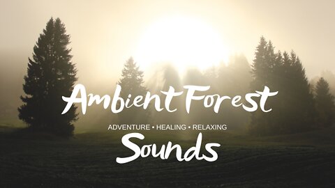 Ambient Sounds of Nature for Relaxation, Calming and to Relieve Stress