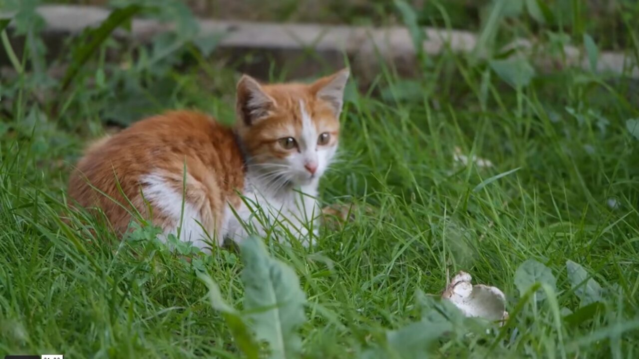 A Cute Kitten Resting And Trying To Catch Insect In The Grass