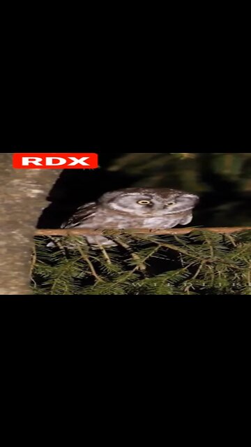 Owl Do you like this ?