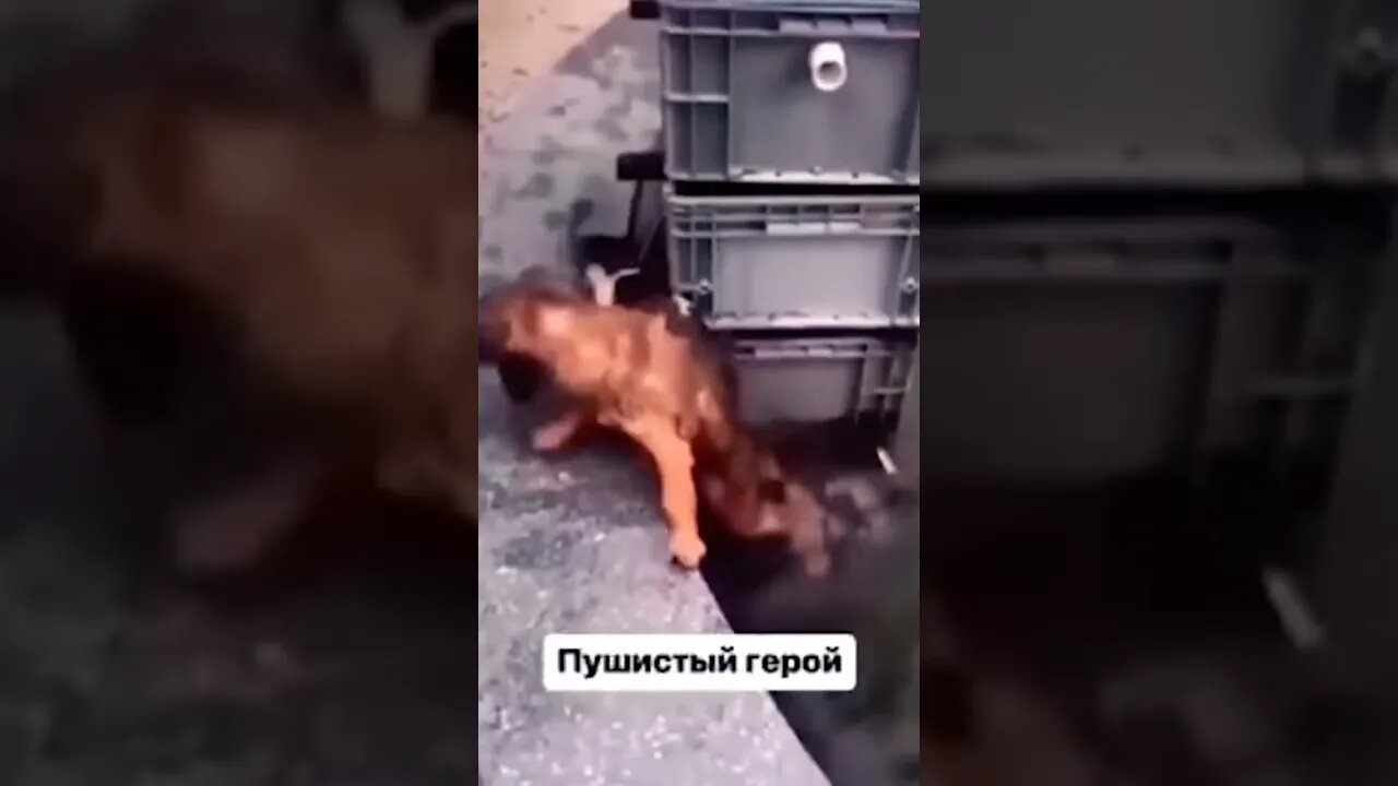 Dog Saves Cat