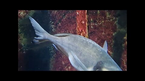 2022 complete Milano Italia Day 3 citylife kickstep fresh & saltwater life, food, Italy, Italië, etc