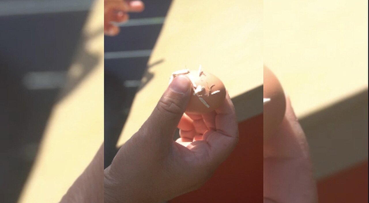 ℴ𝓊𝓇 𝒸𝒽𝒾𝒸𝓀ℯ𝓃𝓈 ℱℐℛ𝒮𝒯 ℰ𝒢𝒢 ℯ𝓋ℯ𝓇.