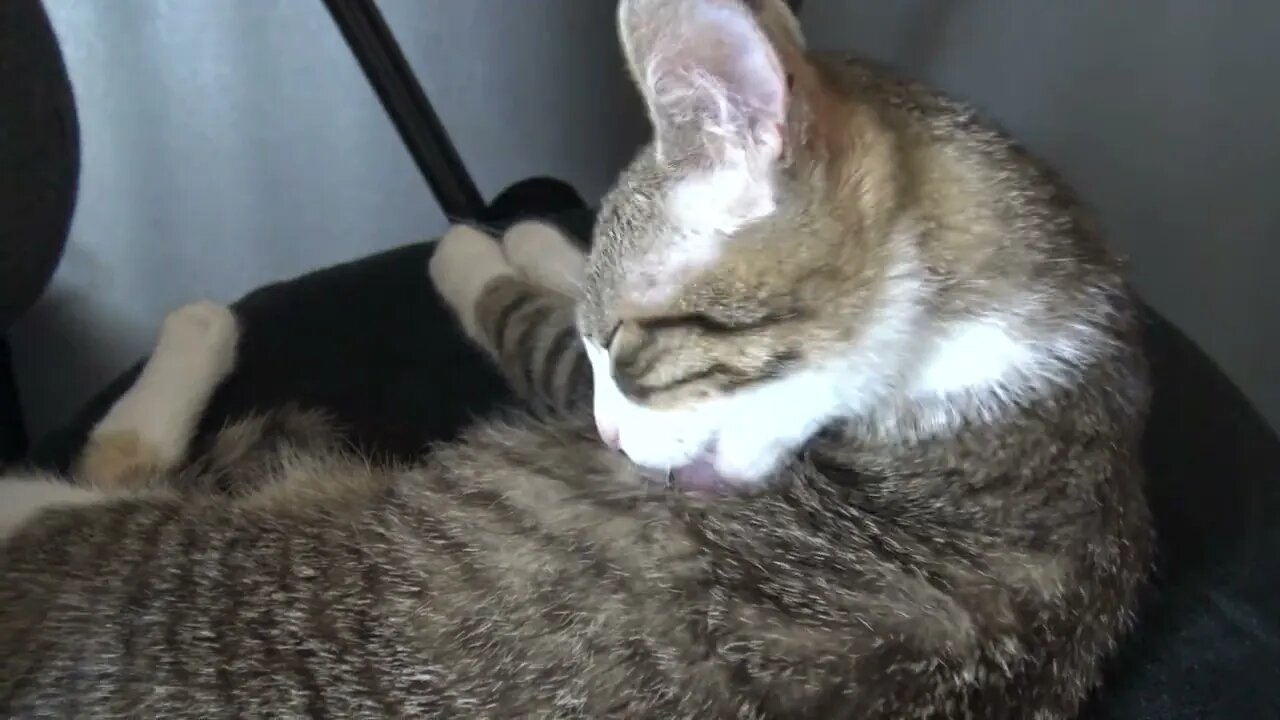 Cute Kitten Grooms Himself