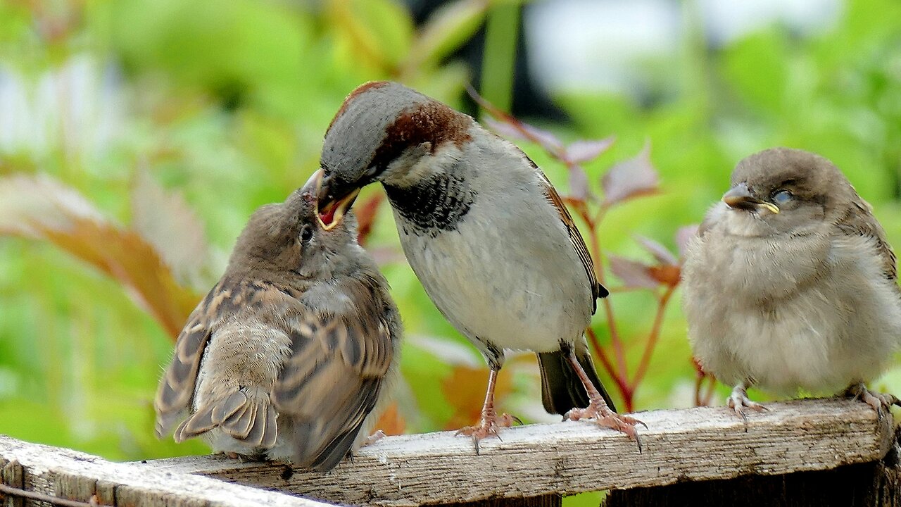 Sparrow teaching its baby to fly.