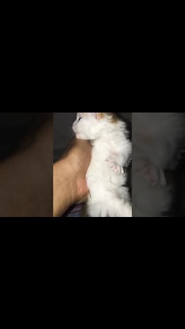 #kittens #forsale #cutecat #youtubeshorts #catsmeowing