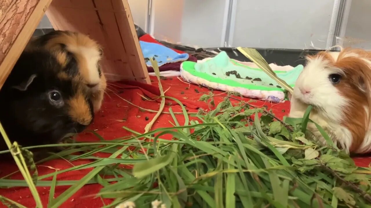 Guinea pigs eating fresh grass