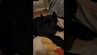 Cane Corso Puppy Cuddles #shorts #pets