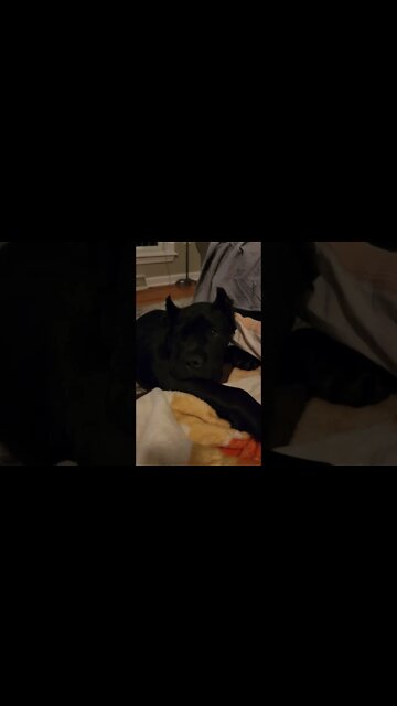 Cane Corso Puppy Cuddles #shorts #pets