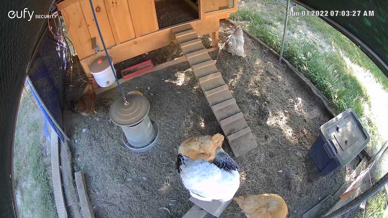 The Chicken Chronicles Part 7: Chicken Cam