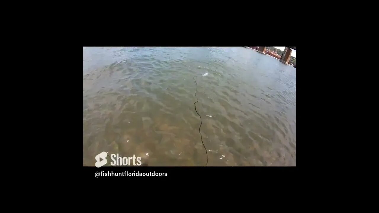 Tossing a Cast Net in the Tennessee River