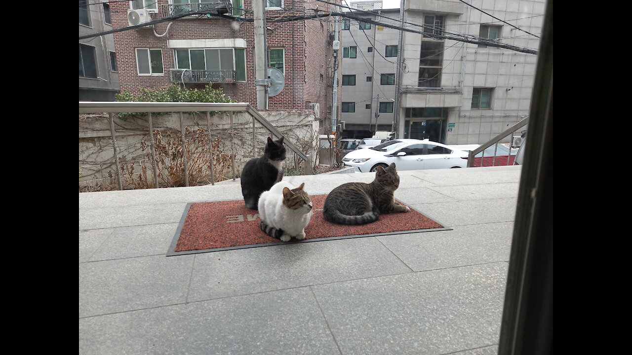 Three stray cats on a winter day.