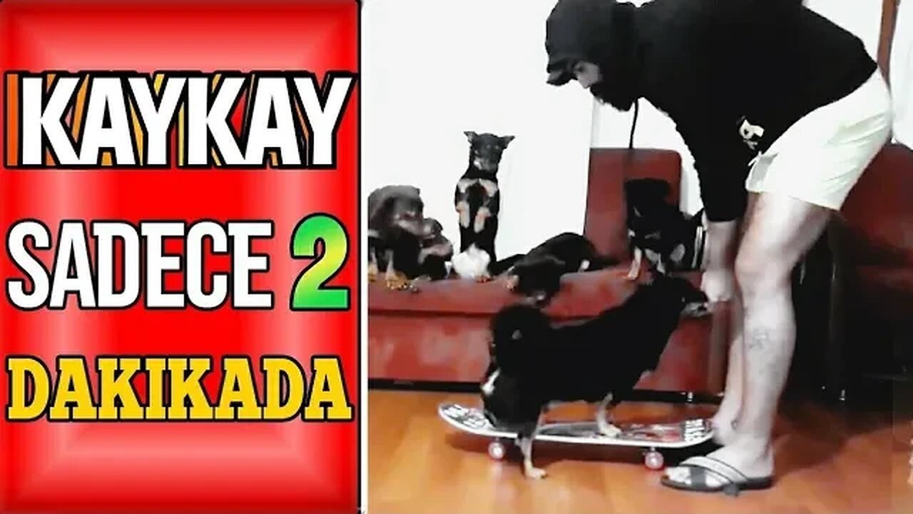 Bir köpeğe sadece iki dakikada kaykay yapmayı öğretmek