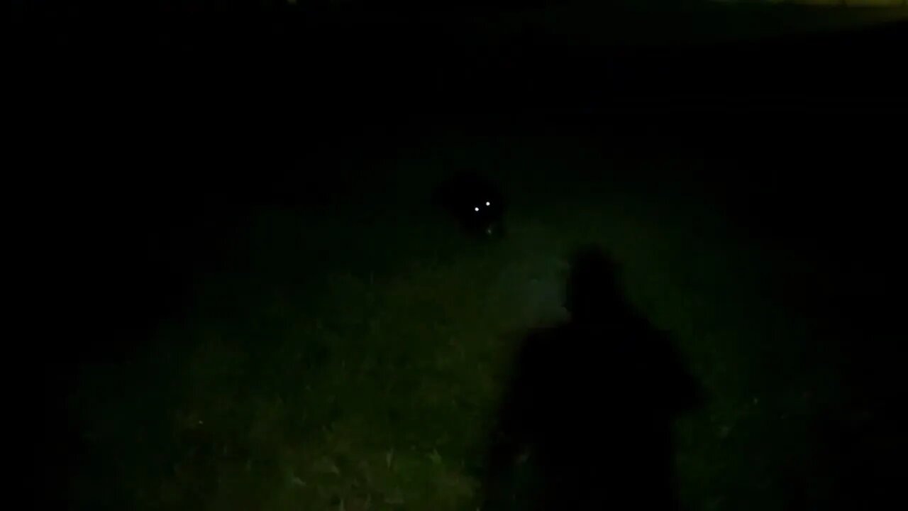 Rottweiler Samson playing fetch with a coconut, and rolling in the grass