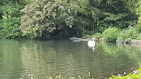 Pelican St James Park London 17th May 2023