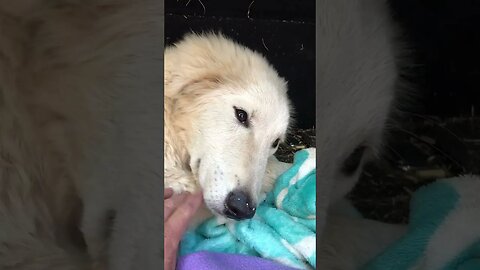 Our first maremma puppy